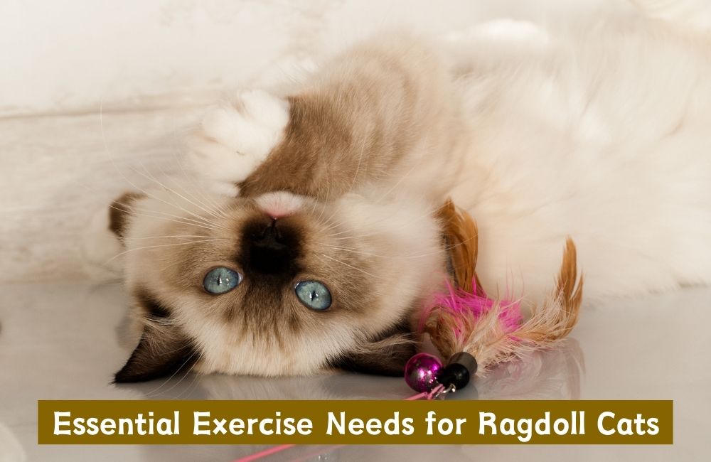 Essential Exercise Needs for Ragdoll Cats